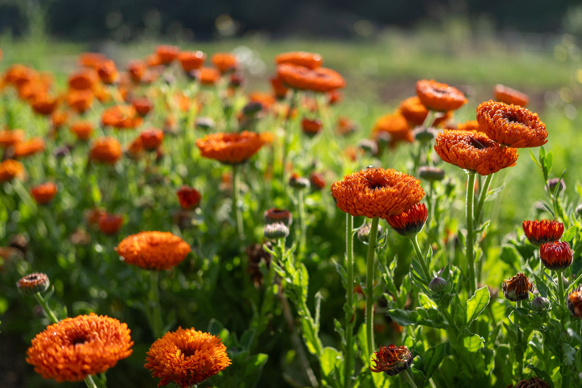 Wildflowers